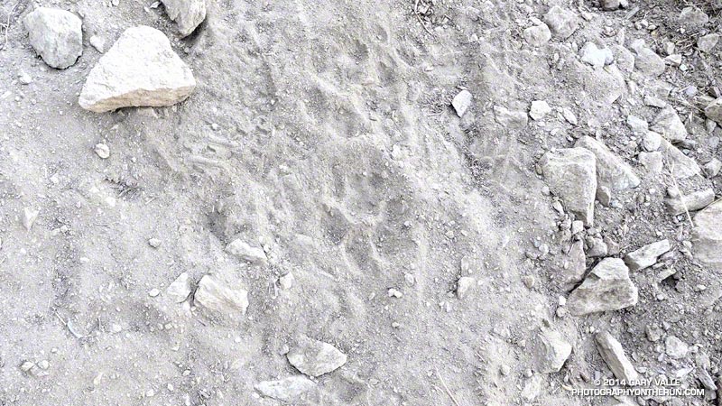 Mountain lion tracks on the PCT downhill from the 'Pacific Crest Reservoir.' The water source is probably a standard stop on the big cat's circuit.
