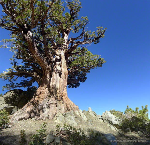 Perched on the North Devil's Backbone of Mt. Baldy at an elevation of 9000' the Pine Mountain Juniper is at least several hundred years old.
