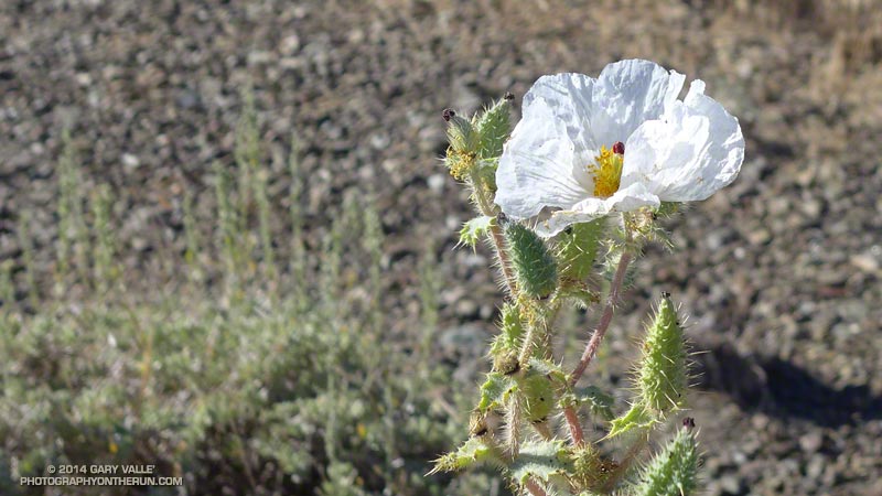 Prickly poppy along the PCT at about 8300' near Guffy Camp.