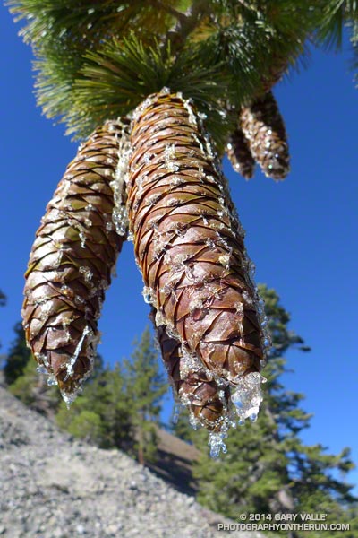 Sugar pine cones dripping with resin. August 30, 2014.