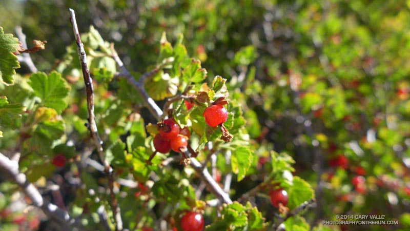 Wax currants along the PCT on Blue Ridge west of Guffy Camp.