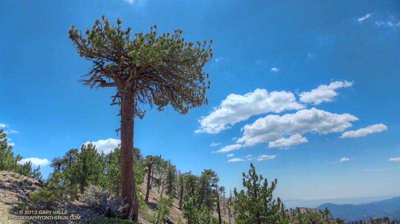 The Jeffrey pine with the truncated crown, near Mt. Hawkins, has been struck by lightning and has a spiral scar running down its trunk.