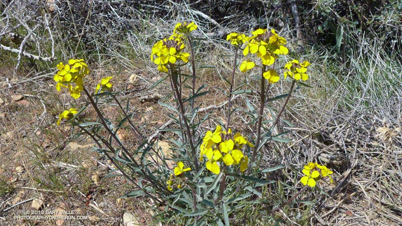 Western wallflower (Erysimum capitatum), a member of the Mustard family, is usually one of the first brightly-colored wildflowers you'll see along mountain trails in the Spring after the snow melts. May 11, 2013.