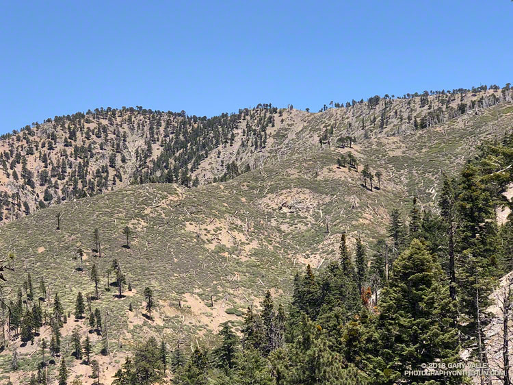 Trees killed in the 2002 Curve Fire on the ridge northwest of Mt. Hawkins.