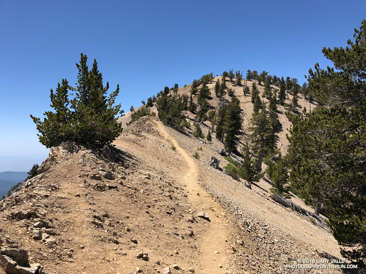 Nearing the summit of Mt. Baden Powell (9399'). The PCT reaches its highest point in Southern California at its junction with the Mt. Baden-Powell summit trail, near the Wally Waldron Limber Pine. The elevation of the junction -- which is just ahead -- is about 9230'.