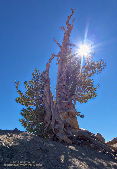 The Wally Waldron Limber Pine. The tree is estimated to be about 1500 years old. It's just below the summit of Mt. Baden-Powell. From a run in October 2012.