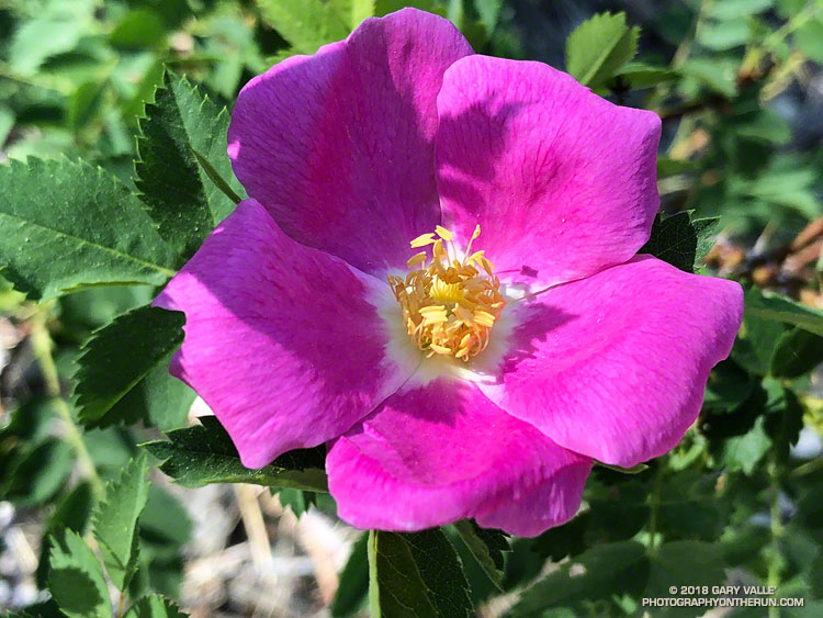 Wood rose (Rosa gymnocarpa) along the Manzanita Trail. June 2, 2018.