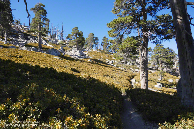 Working up the San Bernardino Peak Divide Trail below Limber Pine Bench. The slopes along this section of trail are covered with bush chinquapin. 