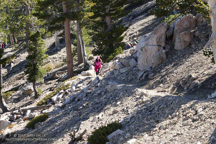 Hiker on the San Bernardino Peak Divide Trail below Limber Pine Bench. From Limber Pine Bench it's about 2.3 miles to San Bernardino Peak, with an elevation gain of about 1300'.