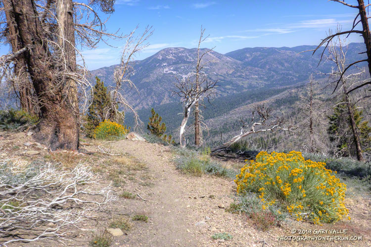 A short section of the Forsee Creek Trail that was burned in the 2015 Lake Fire. Elevation is about 9040'.