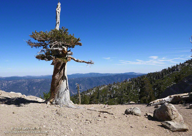 A weather-beaten pine on Limber Pine Bench. Based on the photo and small cones on the ground, this looks like it is a lodgepole pine. The elevation is about 9340'.