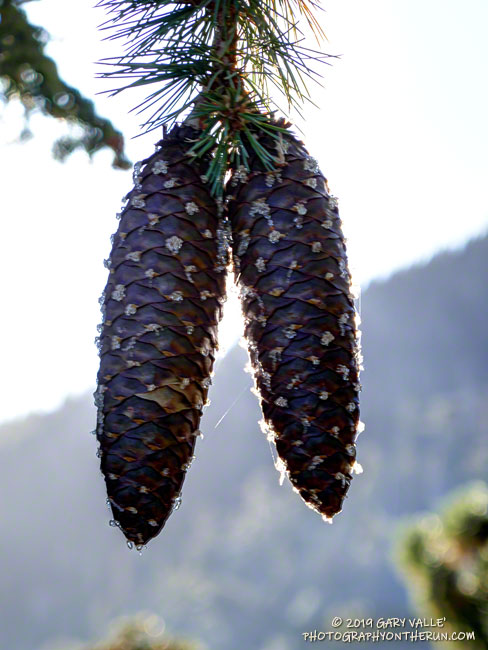 Sugar pines produce the longest cones of  any conifer.