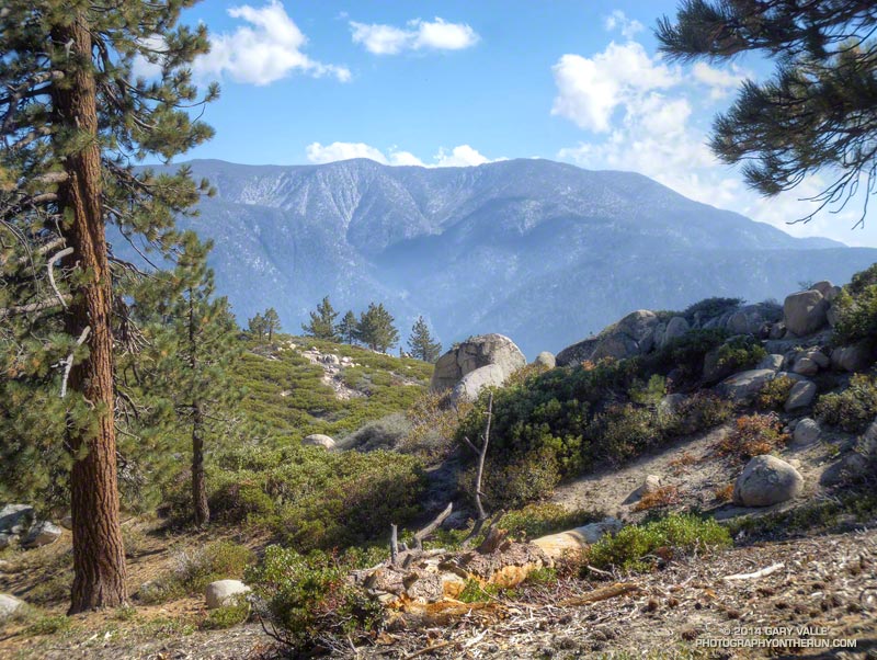 San Bernardino East Peak (10,691') and San Bernardino Peak (10,649') from the Skyline Trail. There's outstanding trail running up there on the San Bernardino Divide Trail. (Photo @ mile 35.9/88.5)