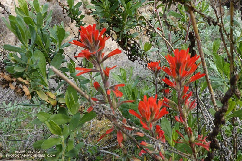 The first blooms of paintbrush along the Phantom Trail. January 16, 2022.