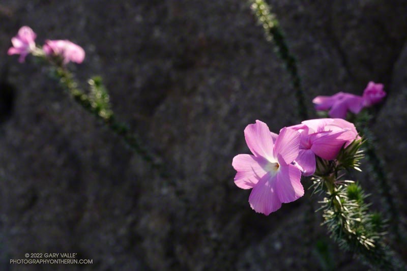 The first blooms of prickly phlox along the East/Southeast Ridge of Ladyface. January 16, 2022.