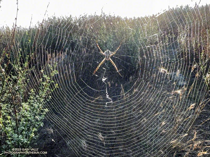 Backlit web of banded orb-weaver spider on Lake Vista Ridge in Malibu Creek State Park.