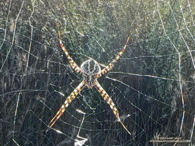 Closer (ventral) view of a banded orb-weaver spider.