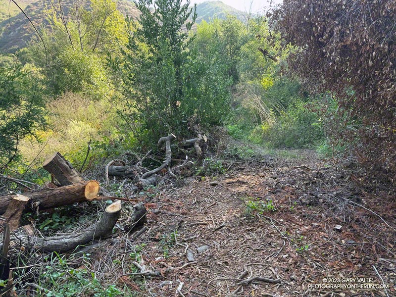 Cleared section of the Forest Trail. September 24, 2023.