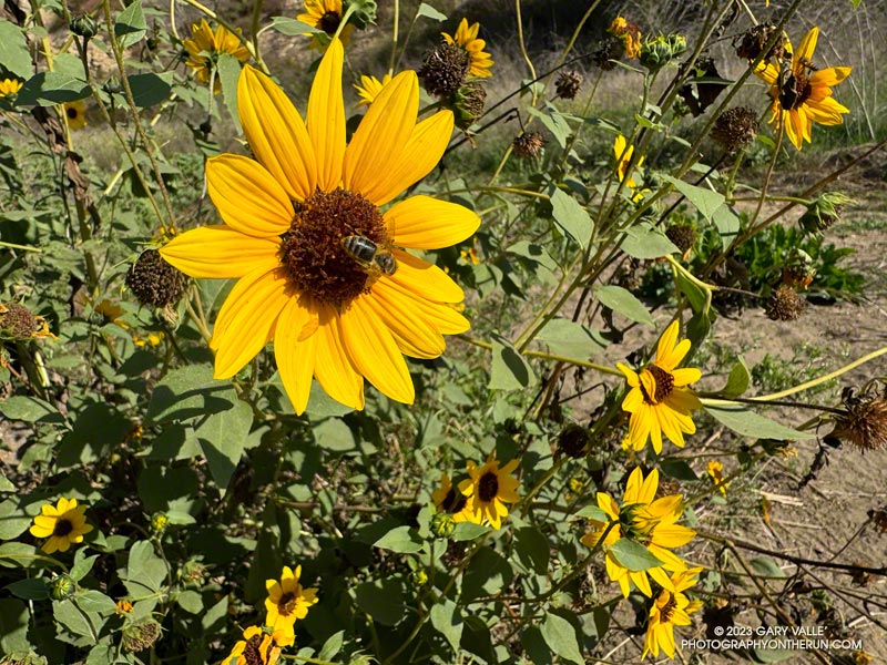 Bush sunflower blooming near the Crags Road bridge on Malibu Creek. September 24, 2023.
