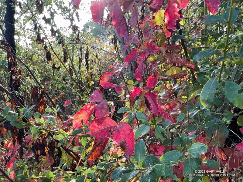 Poison oak leaves are easy to see when they turn red. This is near the top of the Lake Vista Trail. September 24, 2023.