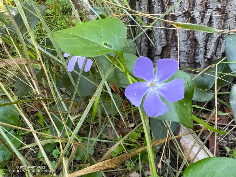 Periwinkle (aka Vinca) blooming out of season along the Forest Trail. September 24, 2023.