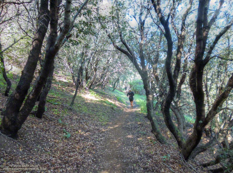Running through the oaks at about mile 11 on the way up to Sierra Pelona Ridge from Bouquet Canyon.