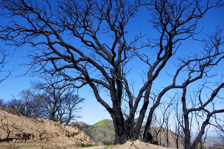 This severely burned live oak along Mesa Peak Mtwy may still generate epicormic sprouts along its trunk and limbs. A nearby tree has just started this process. March 16, 2019.
