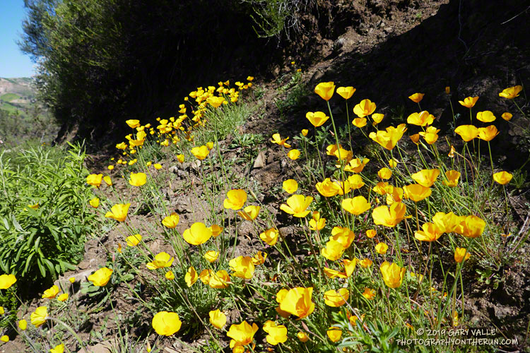 Collarless California poppies along the Tapia Spur Trail in Malibu Creek State Park. March 16, 2019.