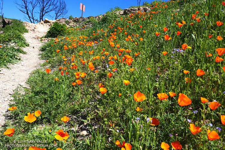 California poppies along the Lookout Trail in Malibu Creek State Park. March 16, 2019.
