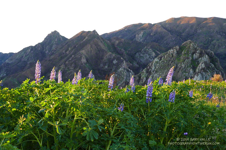 Lupine is a hardy plant that can grow and flower in areas overrun by introduced grasses and other plants.