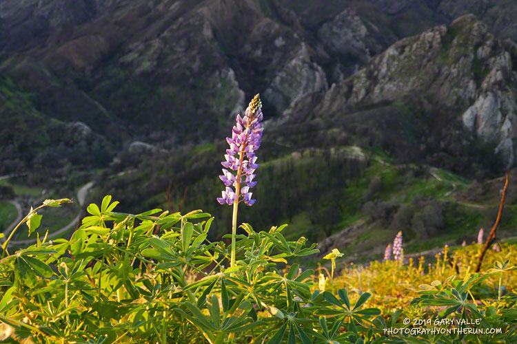 Lupine along the Cistern Trail illuminated by the rising sun.