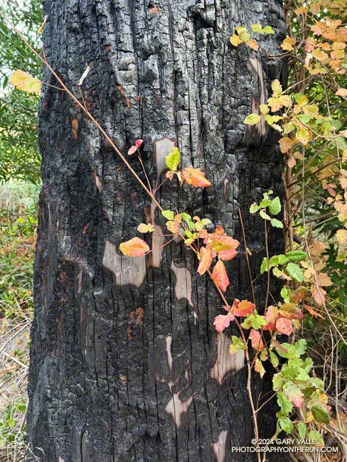 Poison oak on a coast redwood along the Forest Trail in Malibu Creek State Park. The tree was killed in the 2018 Woolsey Fire. October 26, 2024.