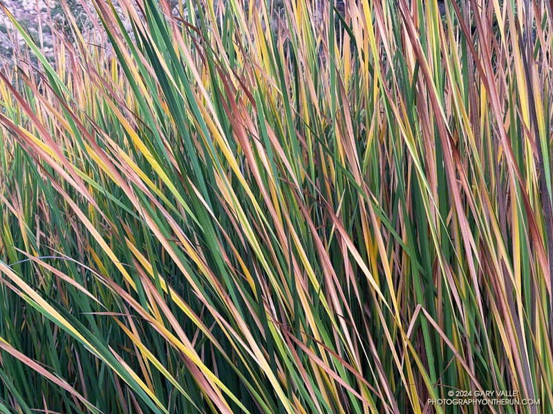 Cattails along Malibu Creek at the seasonal bridge on the Crags Road Trail. October 26, 2024.