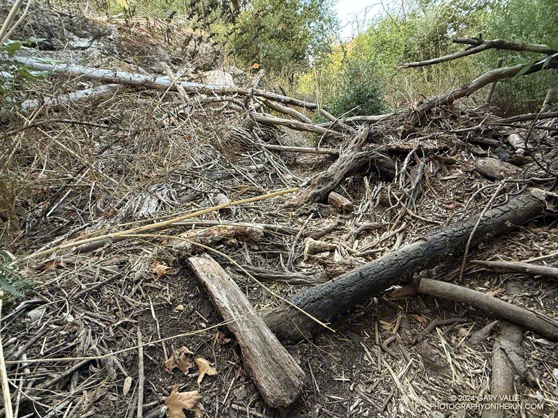 Malibu Creek flood debris along the Forest Trail. October 26, 2024.