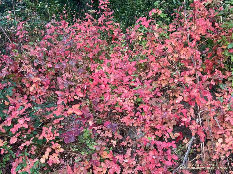 Colorful poison oak along the Forest Trail in Malibu Creek State Park. October 26, 2024.