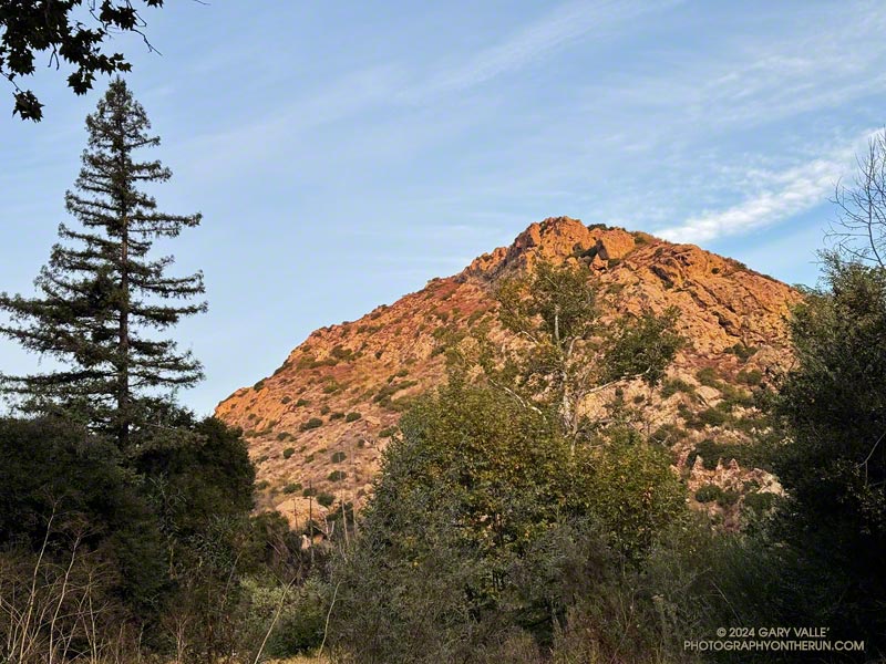 The tall tree on the left is a coast redwood. It is one of more than a dozen redwoods planted in the Century Lake area more than 100 years ago. Many of the redwoods dies in the 2011-2015 drought. October 26, 2024.