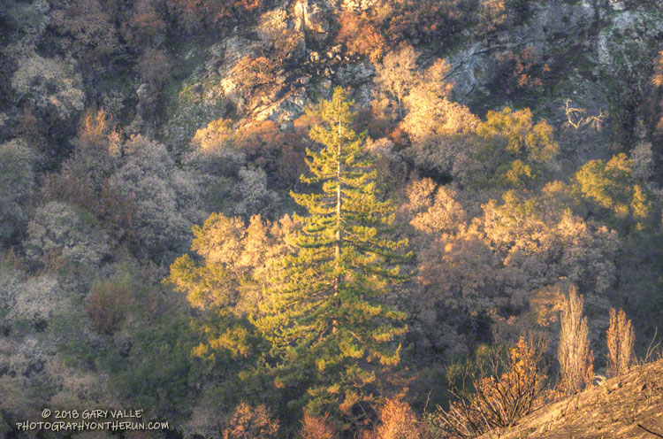 Surviving redwood in Malibu Creek State Park.
