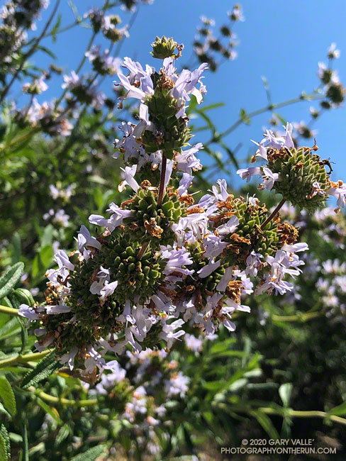 Black sage (Salvia mellifera) in Las Llajas Canyon. A favorite of honeybees. April 28, 2020.