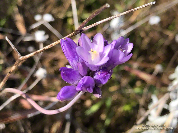 Named after its genus, Blue Dicks (Dichelostemma capitatum) are a common spring flower. Coquina Mine Trail, May 5, 2020.