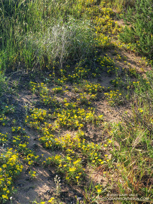 Above average rainfall in March and April produced a profusion of California suncups in the sandy soil west of "Fossil Point" on Rocky Peak Road. April 26, 2020.