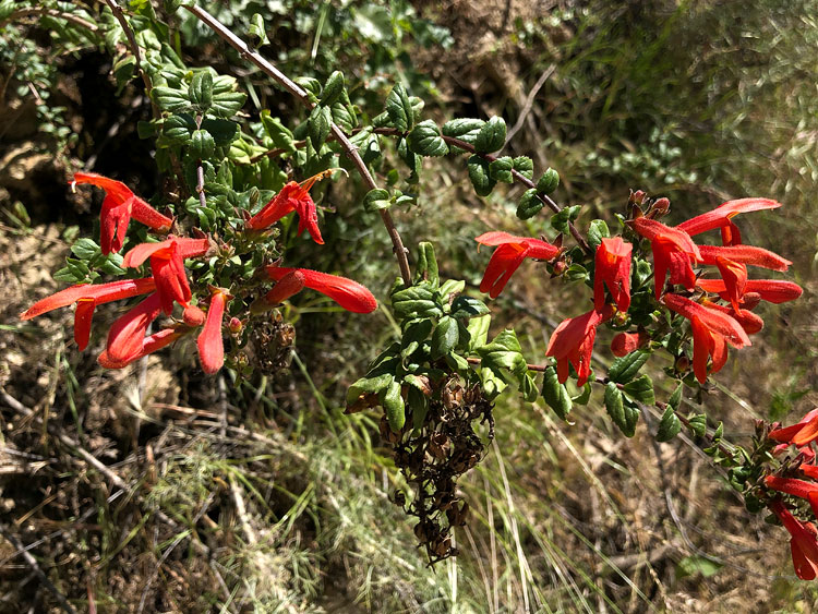 Heart-leaved penstemon (Keckiella cordifolia) in Las LLajas Canyon. May 5, 2020.