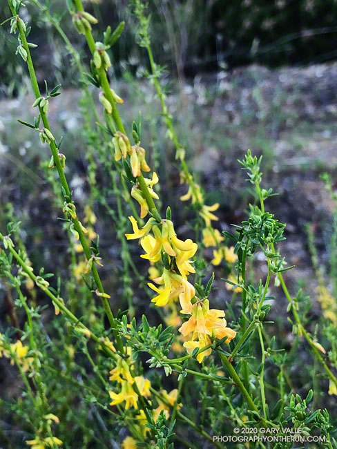 Deerweed (Acmispon glaber),aka California broom, on east slopes of Las Llajas Canyon. April 26,2020.