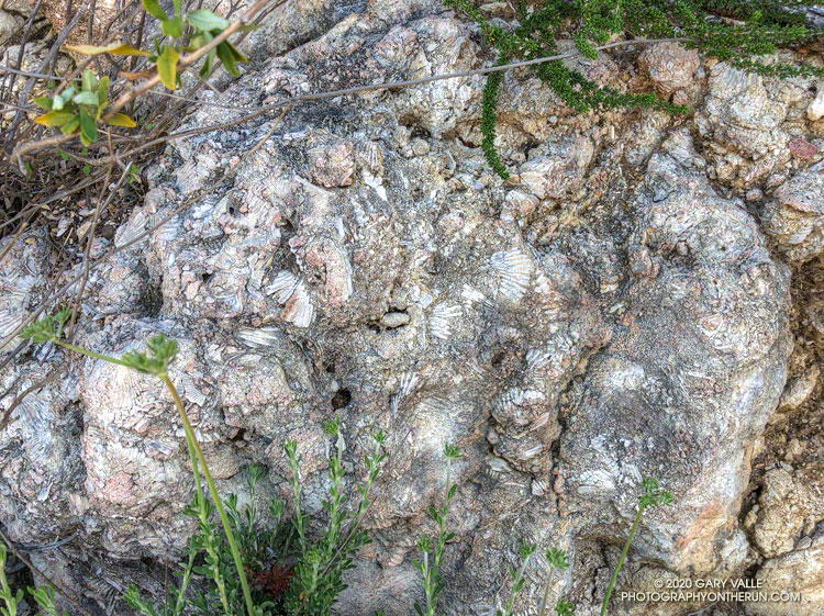 Outcrop of fossil scallop shells at "Fossil Point" on Rocky Peak Road.  April 26, 2020.