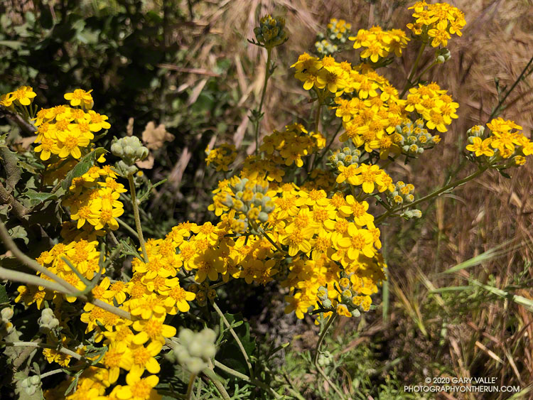 Golden yarrow (Eriophyllum confertiflorum) along the Las Llajas Canyon Trail. May 5, 2020.