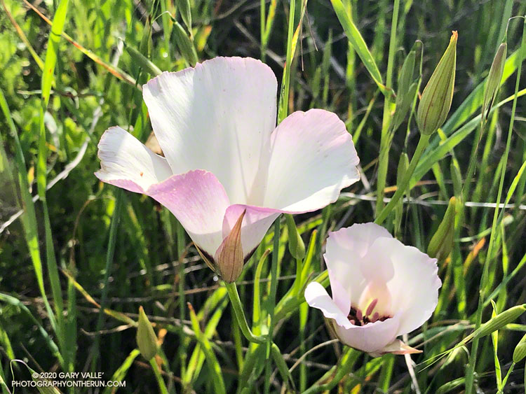 Catalina mariposa lily (Calochortus catalinae), the most widespread mariposa in our area, along the Chivo Canyon/Marr Ranch Trail. April 19, 2020.