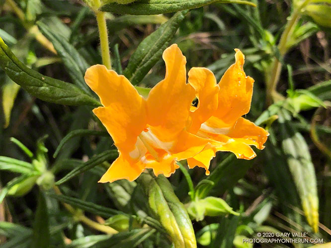 Bush monkeyflower (Mimulus aurantiacus) in Las Llajas Canyon. The flowers often occur in pairs, as seen here. May 7, 2020.