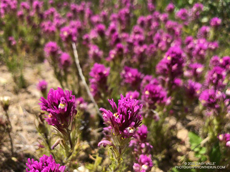 A patch of owl's clover (Castilleja exserta), a species of paintbrush, near the Marr Ranch Trail. April 23, 2020.