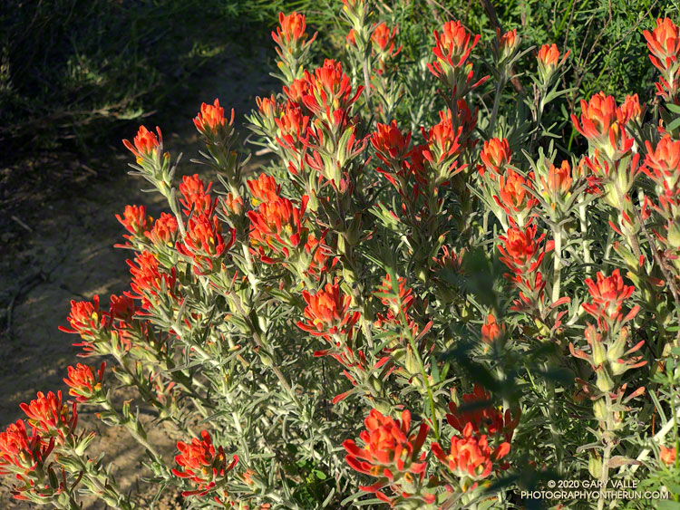 Early morning sun enhances the color of this patch of woolly paintbrush (Castilleja foliolosa) along a path on the steep slopes above Las Llajas Canyon. April 26, 2020.