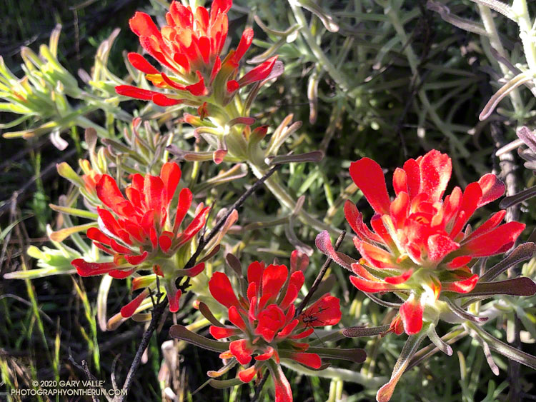 A closer look at the flowers of woolly paintbrush (Castilleja foliolosa) in Las Llajas Canyon. April 26, 2020.