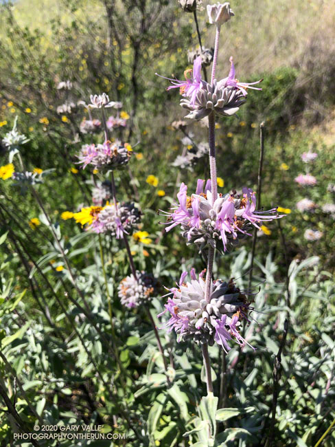 Purple sage (Salvia leucophylla) along the Coquina Mine Trail. May 5, 2020.